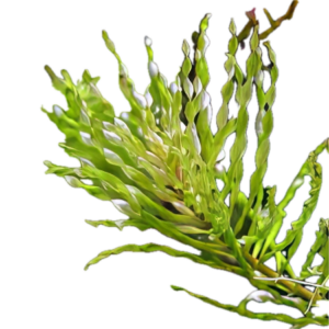 Five Bunched Plants Torando Ludwigia Plant Ludwigia Inclinata