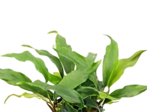 Five Bunched Plants Variable Leaf Water Hyacinth Plant Eichhornia Diversifolia