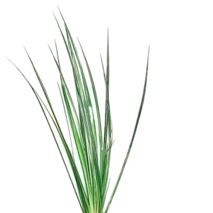 Five Potted Plants Variegated Japanese Rush Plant Acorus Variegatus