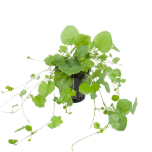 Five Potted Plants Vietnam Water Cress Plant Cardamine Lyrata