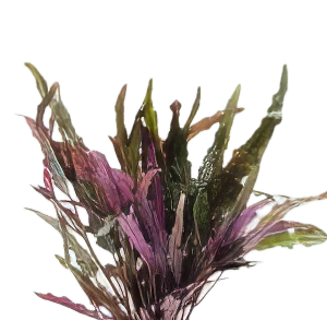 Five Potted Plants Violet Ivy Plant Hemigraphis Repanda