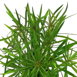 Five Potted Plants Water Star Christmas Plant Eusteralis Stelleta