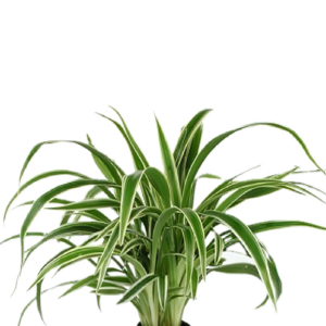 Five Potted Plants Wheat Plant Chlorophytum Bichetii