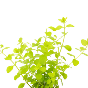 Five Potted Plants Yellow Creeping Jenny Plant Lysimmachia Nummularia Aurea