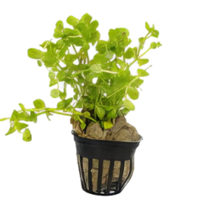 Five Potted Plants Grape Plant Limnophila Gigantea Lindernia Rotundifolia