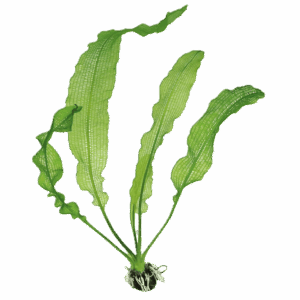 Five Potted Plants Henkels Lace Plant Aponogeton Henkelianus