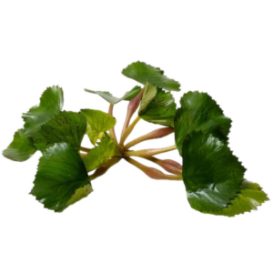 Five Portions of Plants Floating Water Chestnut Plant Trapa Natans