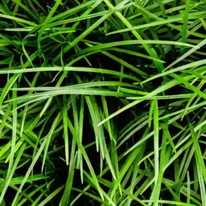 Five Potted Plants Fountain Plant Ophiopogon Japonice