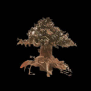 Fully Aquatic Hand Made Bonsai Tree 20cm - ASH