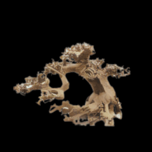 Fully Aquatic Hand Made Bonsai Tree 20cm - BEECH