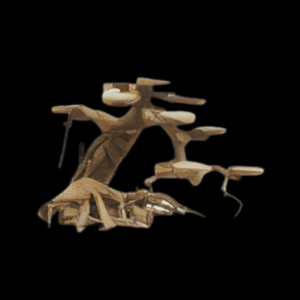 Fully Aquatic Tree 20cm - CEDAR