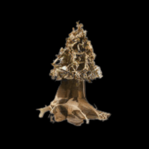 Fully Aquatic Hand Made Bonsai Tree 20cm - CONIFER