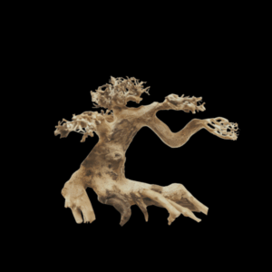 Fully Aquatic Hand Made Bonsai Tree 20cm - ELM