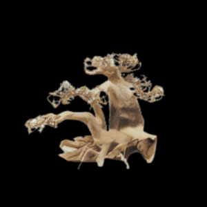 Fully Aquatic Hand Made Bonsai Tree 20cm - OAK