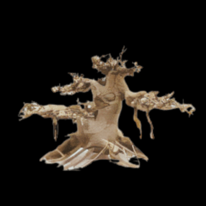 Fully Aquatic Hand Made Bonsai Tree 20cm - SYCAMORE