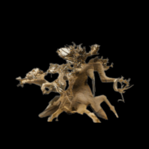 Fully Aquatic Hand Made Bonsai Tree 20cm - WILLOW