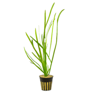 Five Potted Plants Twisted Giant Corkscrew Vallis Vallisneria Asiatica