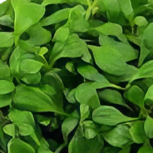 Five Potted Plants Glosso Plant Glossostigma Elatinoides