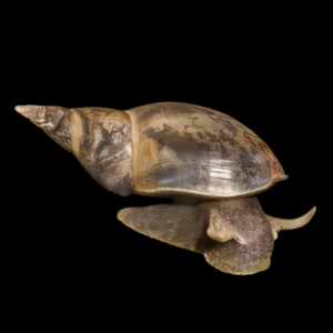 Great Pond Snail Lymnaea Stagnalis 3cm