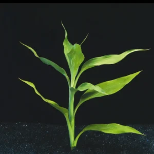 Five Potted Plants Green Dracena Plant Dracaena Deremensis