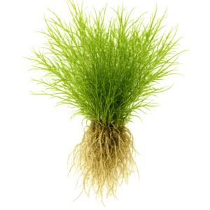 Five Bunched Plants Guppy Grass Plant Najas Indica