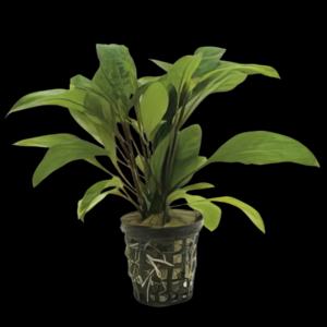 Five Potted Plants Glush Weed Plant Guyanese Hygrophila