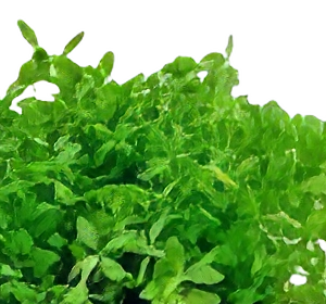 Five Potted Plants Pearl Weed Plant Hemianthis Micranthemoides