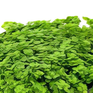 Five Potted Plants Cuba Dwarf Baby Tears Plant Hemianthus Callitrichoides