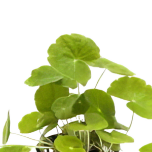 Five Bunched Plants Brazilian Pennywort Plant Hydrocotyle Leucocephala