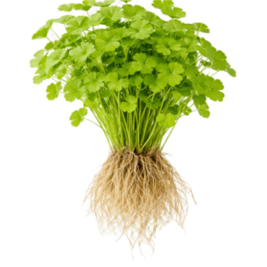 Five Bunched Plants Japanese Pennywort Plant Hydrocotyle Tripartita