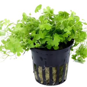 Five Potted Plants Japanese Clover Plant Hydrocotyle Japan