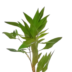 Five Bunched Plants Willow Hygro Plant Hygrophila Angustifolia