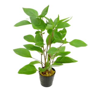 Five Potted Plants Giant Hygro Plant Nomaphila Siamensis