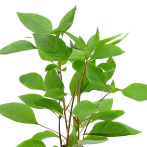 Five Potted Plants Cherry Leaf Plant Hygrophila Corymbosa