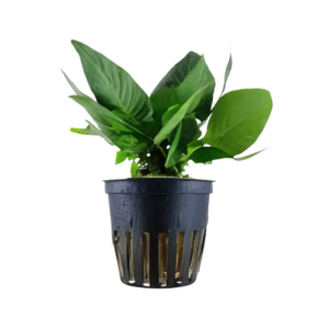 Five Potted Plants Compact Temple Plant Hygrophila Corymbosa
