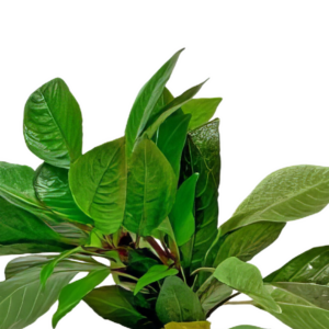 Five Potted Plants Temple Plant Hygrophila Corymbosa