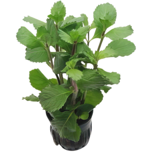 Five Potted Plants Emersed Water Wisteria Plant Hygrophila Difformis