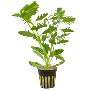 Five Potted Plants Wisteria Plant Hygrophila Difformis