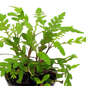 Five Potted Plants Indian Swampweed Plant Hygrophila Pinnatifida