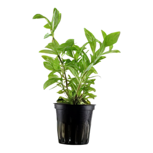 Five Potted Plants Variable Leaf Water Hyacinth Plant Eichhornia Diversifolia