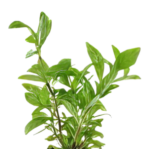 Five Bunched Plants Variable Leaf Plant Hygrophila Polysperma Variabilis