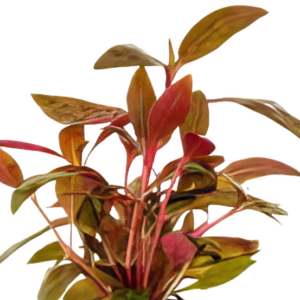 Five Potted Plants Red Hygro Plant Hygrophila Sp