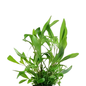 Five Potted Plants Siamese Hygro Plant Hygrophila Siamensis