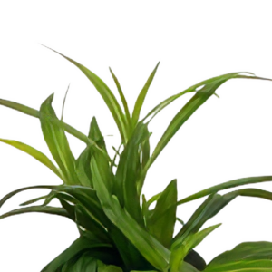 Five Potted Plants Narrow Leaf Hygrophila Plant Hygrophila Stricta