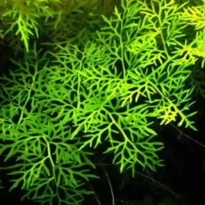 Five Potted Plants India Fern Plant Ceratopteris Thalictroides