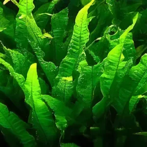 Five Potted Plants Java Fern Microsorium Pteropus