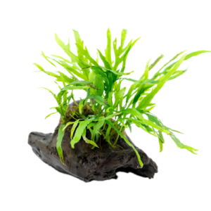 Java Fern Mini Plant on Driftwood 10cm