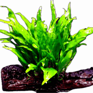 Java Fern Narrow Leaf Plant on Driftwood 10cm