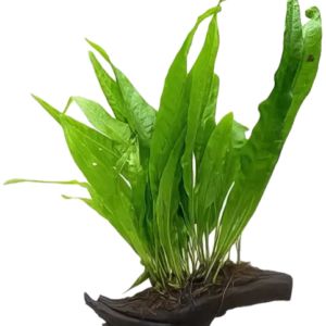 Java Fern Plant on Driftwood 10cm