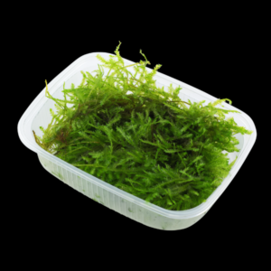Five Portions of Plants Java Moss Plant Vesicularia Dubyana